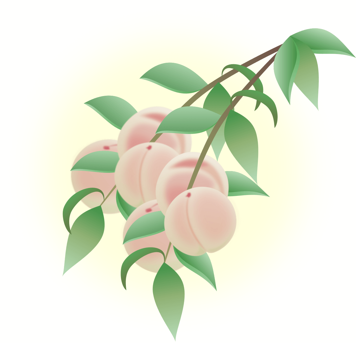桃の木の画像です。